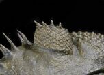 Top Quality Spiny Drotops Armatus Trilobite - #42257-6